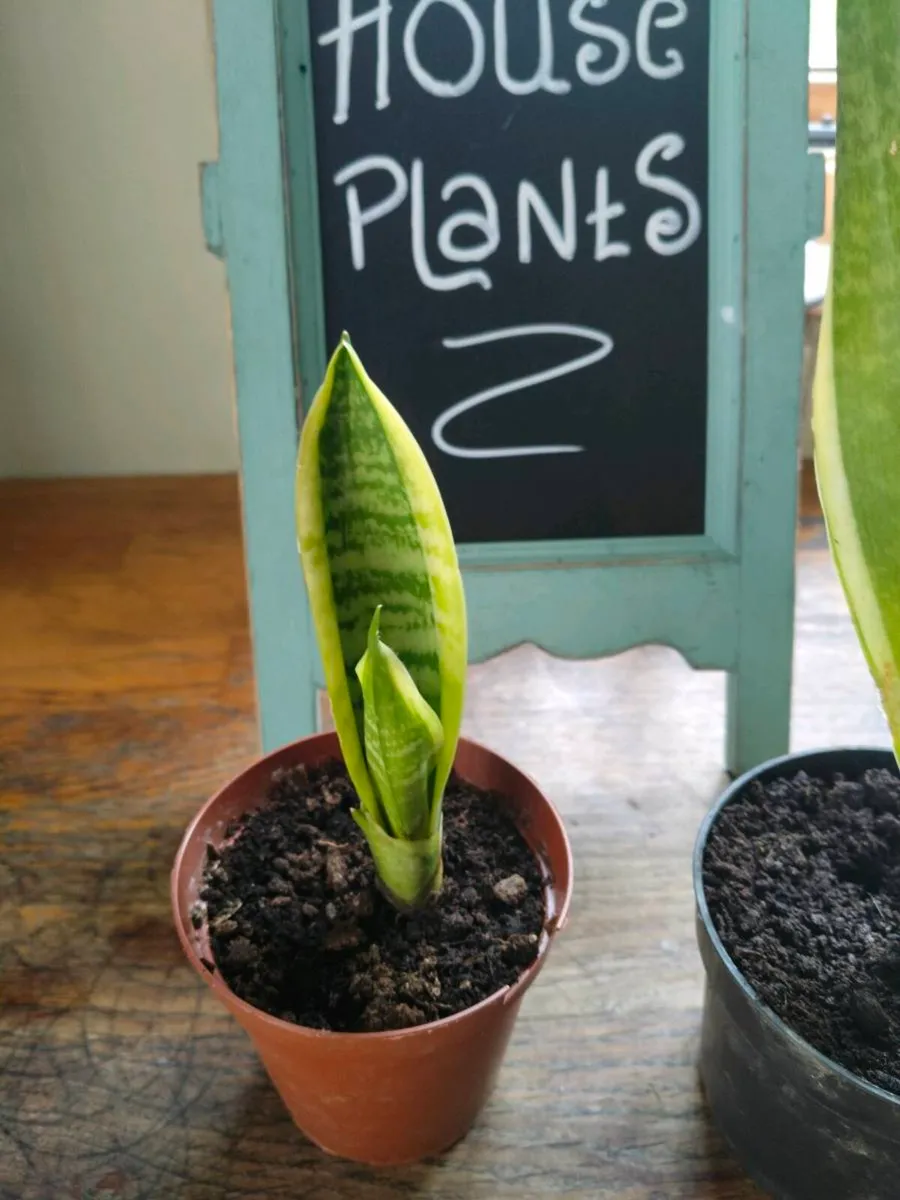 Mother-in-law's tongue, also known as snake plant - Image 2