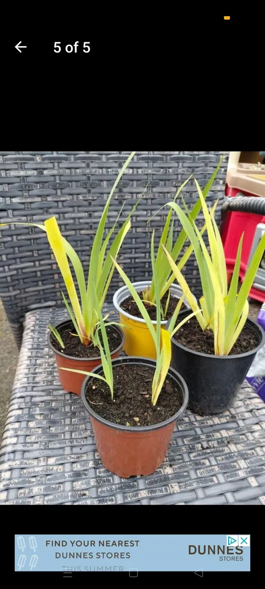 Yellow Mexican satin flower plant
Pale yellow-eyed - Image 2