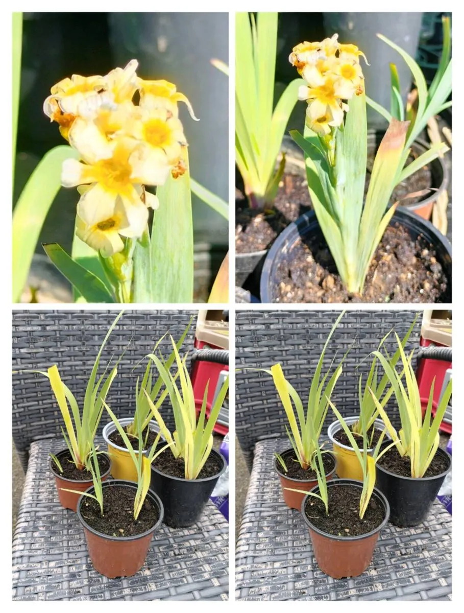 Yellow Mexican satin flower plant
Pale yellow-eyed - Image 4