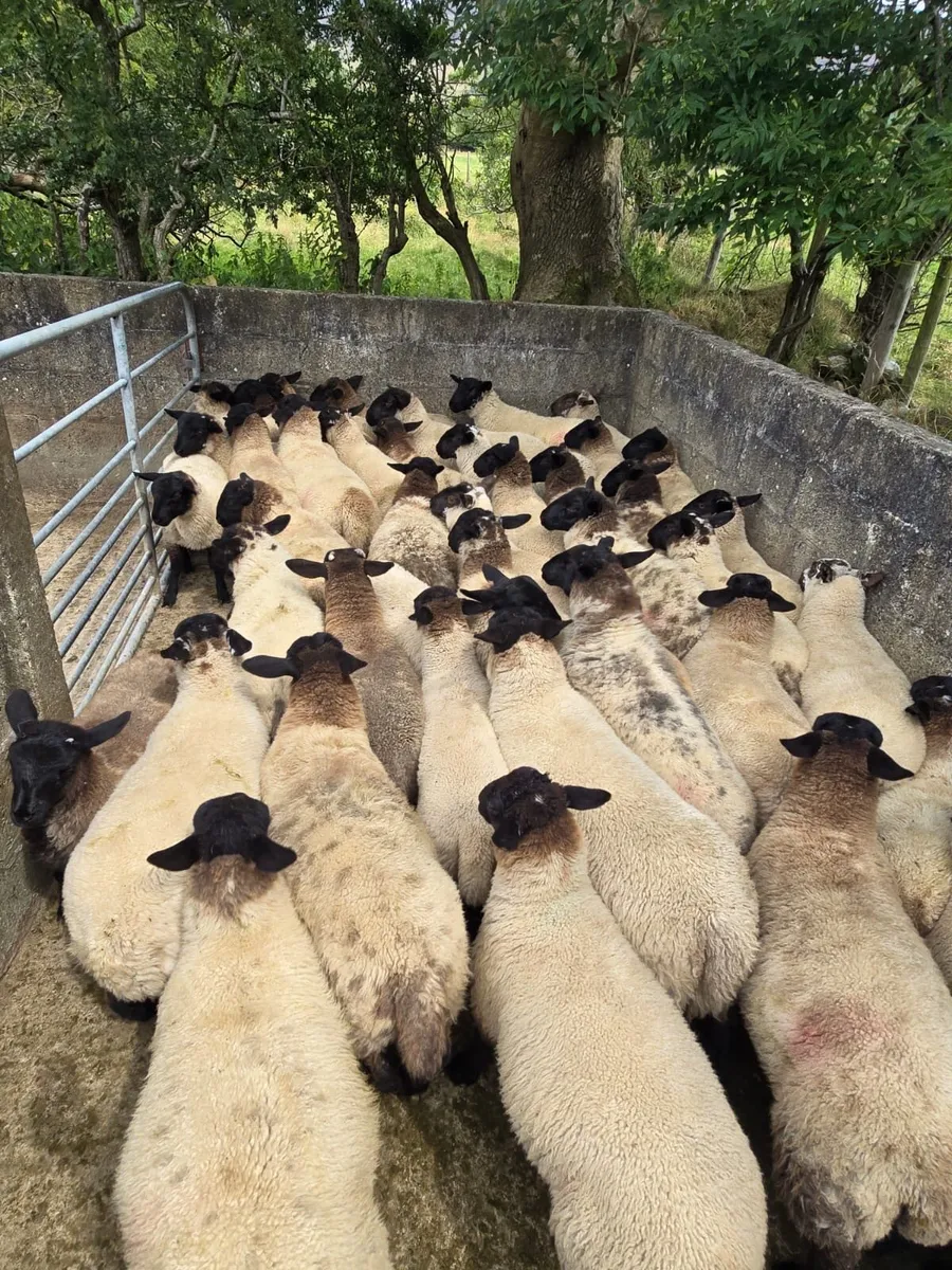 Suffolk x ewe lambs - Image 2