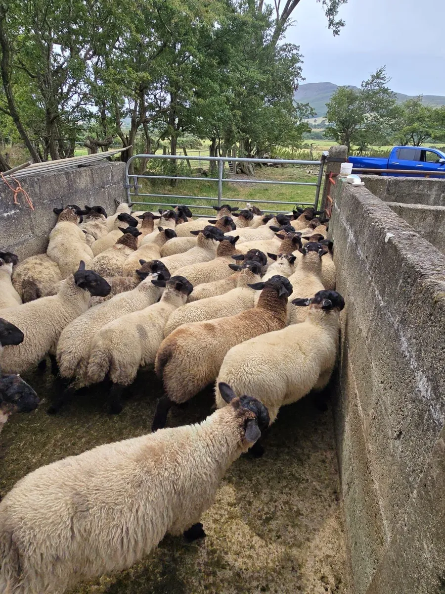 Suffolk x ewe lambs - Image 3