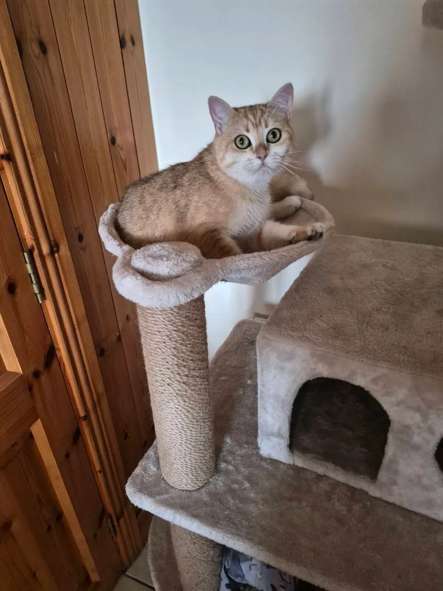 British short hair cat - Image 1