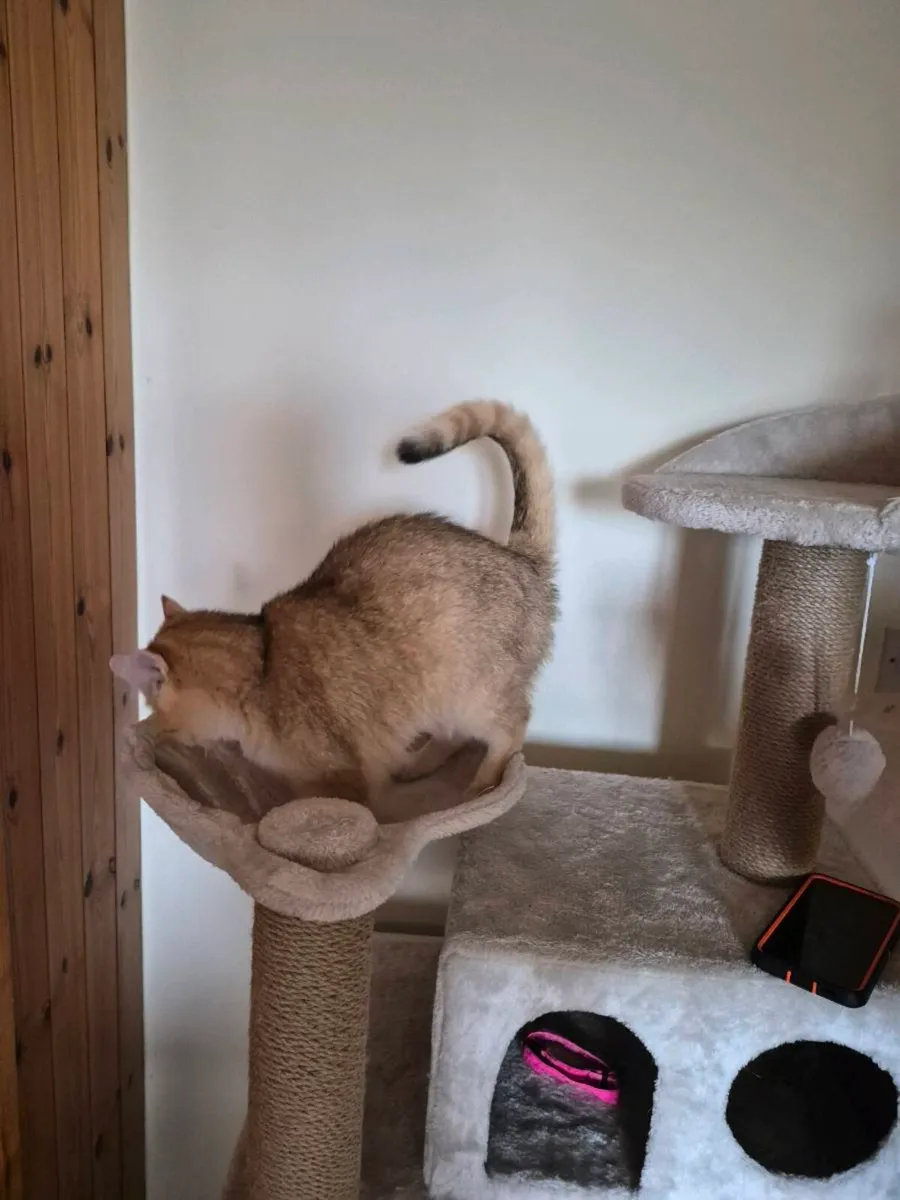British short hair cat - Image 2