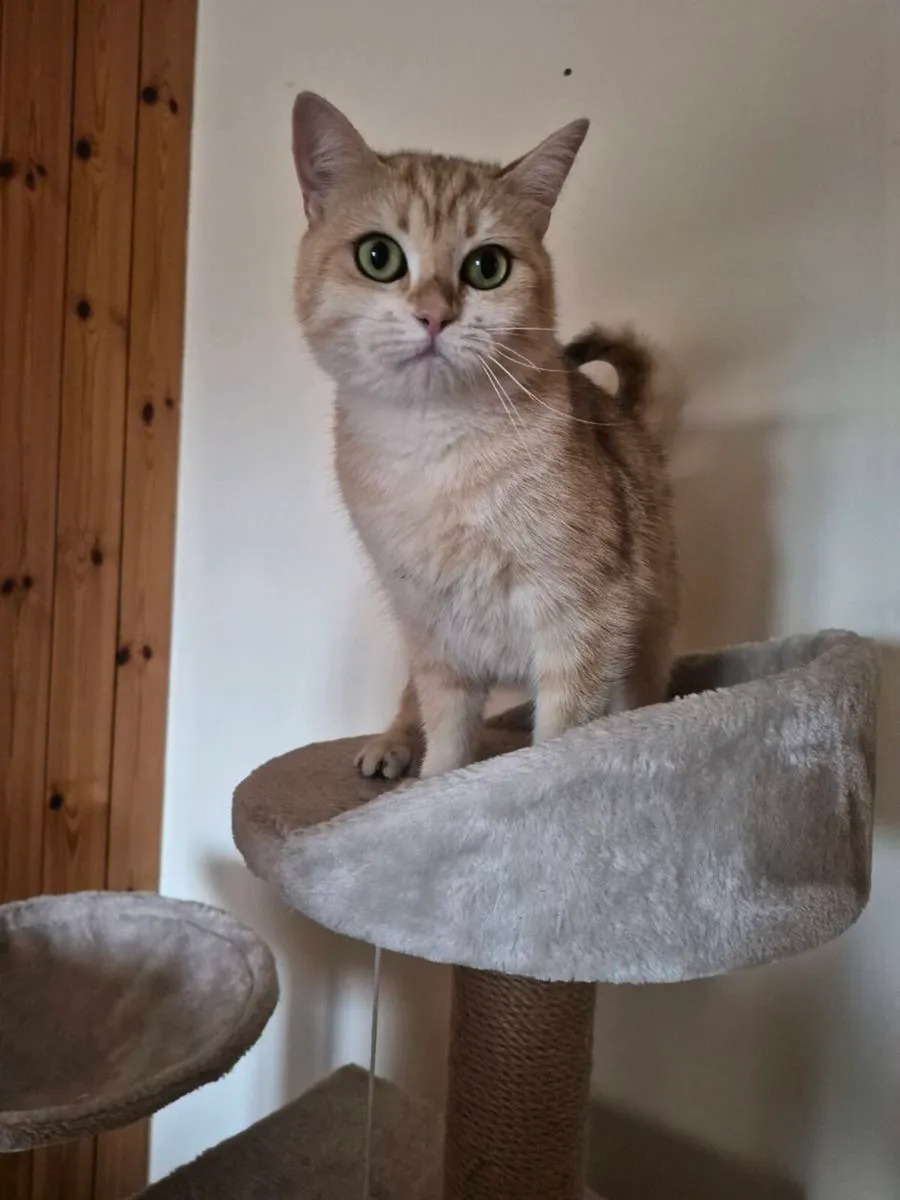 British short hair cat - Image 3