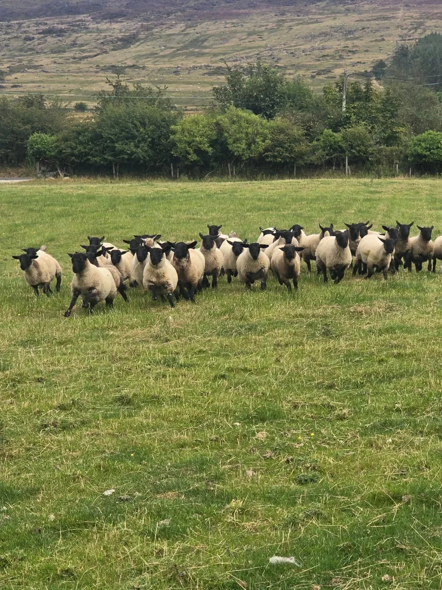 Suffolk x ewe lambs - Image 1