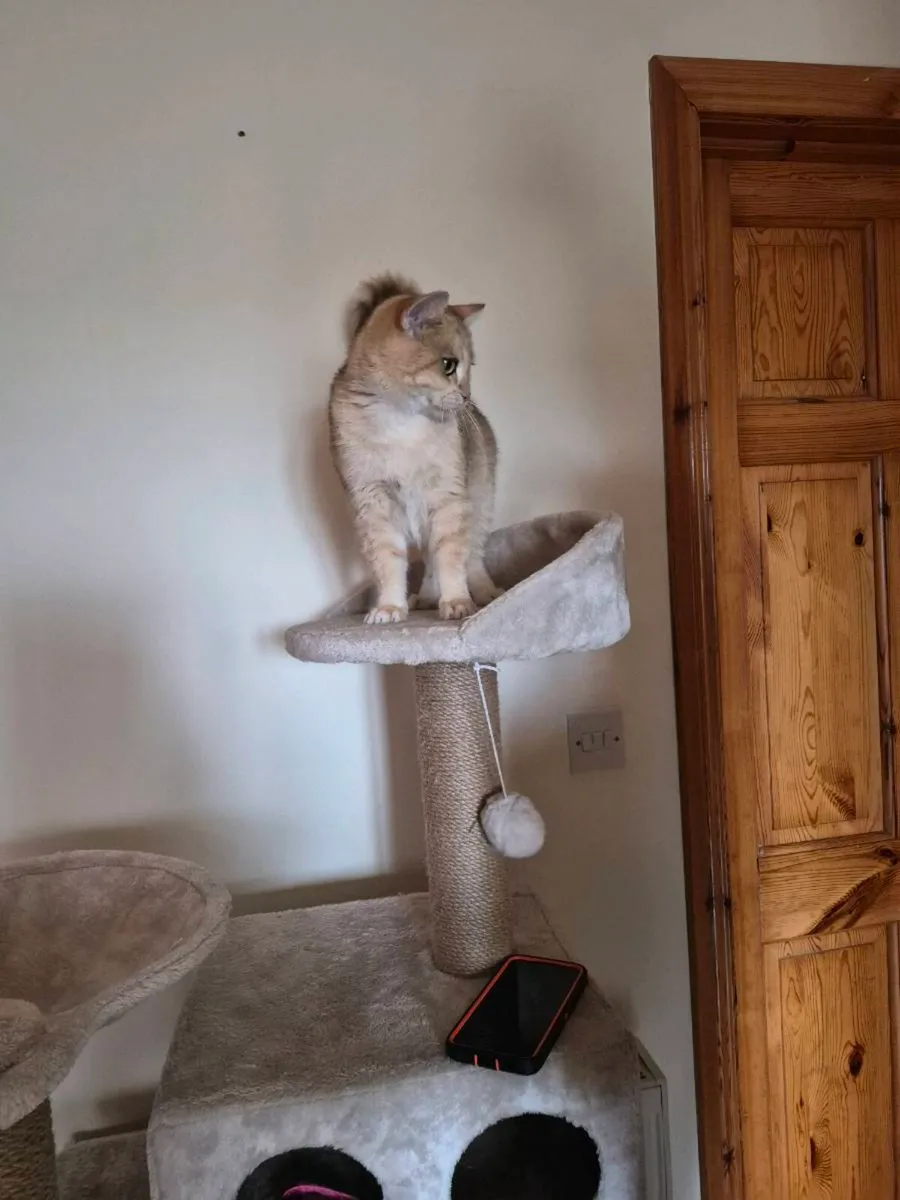 British short hair cat - Image 4