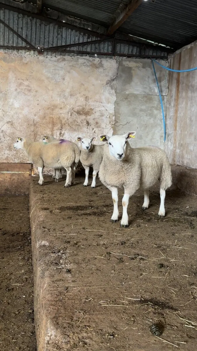 Ewe Lambs - Image 3