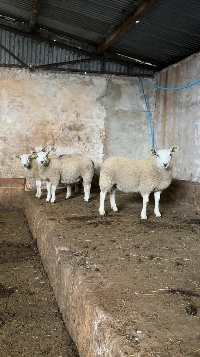 Ewe Lambs - Image 4
