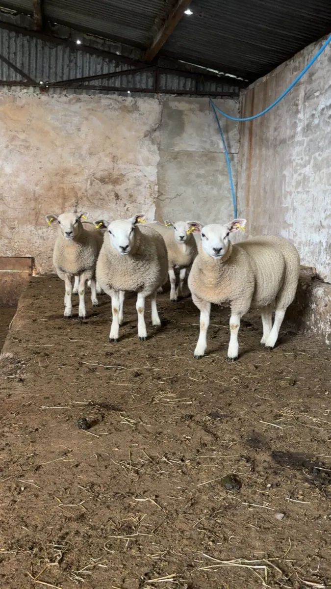 Ewe Lambs - Image 1
