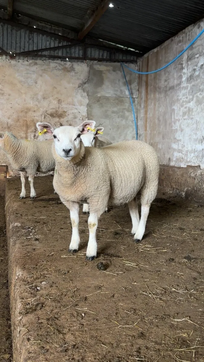 Ewe Lambs - Image 2
