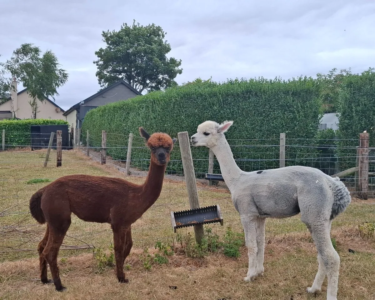Alpaca's - Image 1