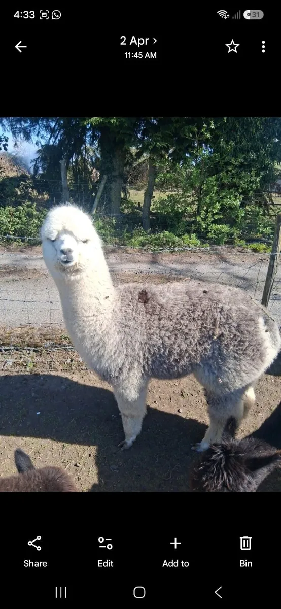 Alpaca's - Image 3