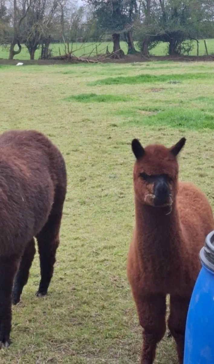 Alpaca's - Image 2