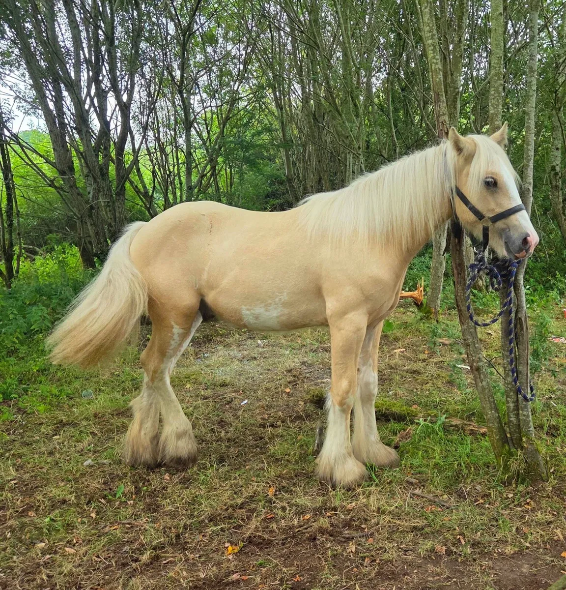 Palomino cob colt - Image 1