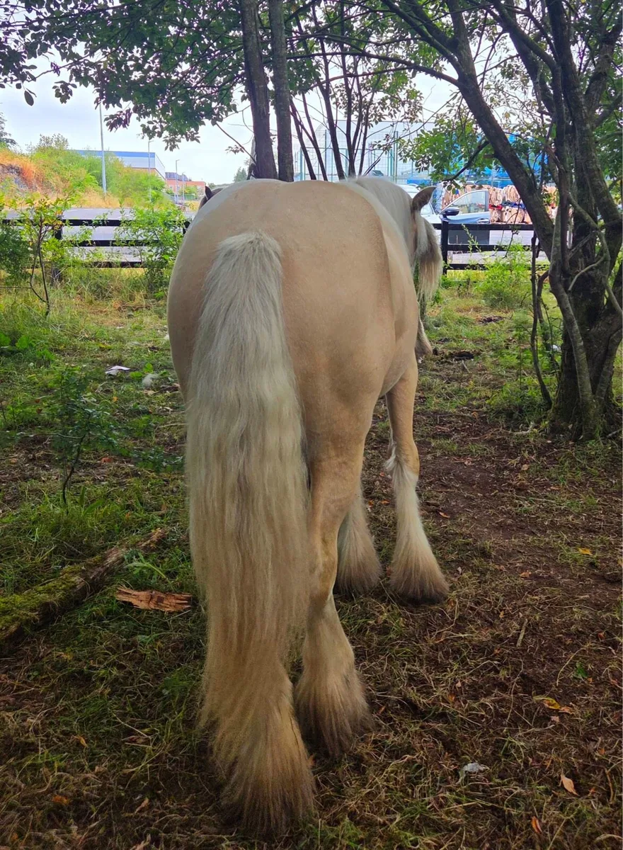 Palomino cob colt - Image 2