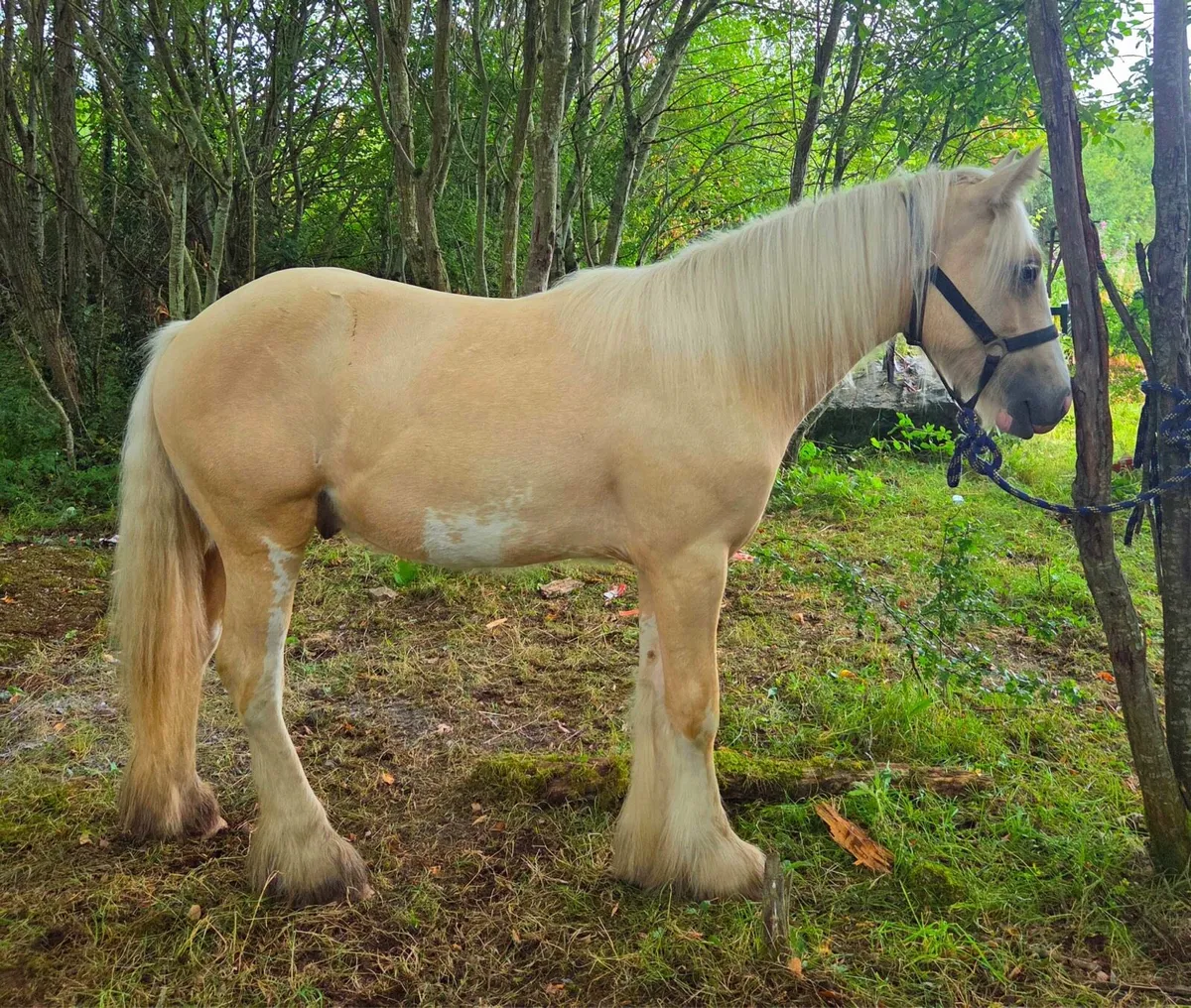 Palomino cob colt - Image 3
