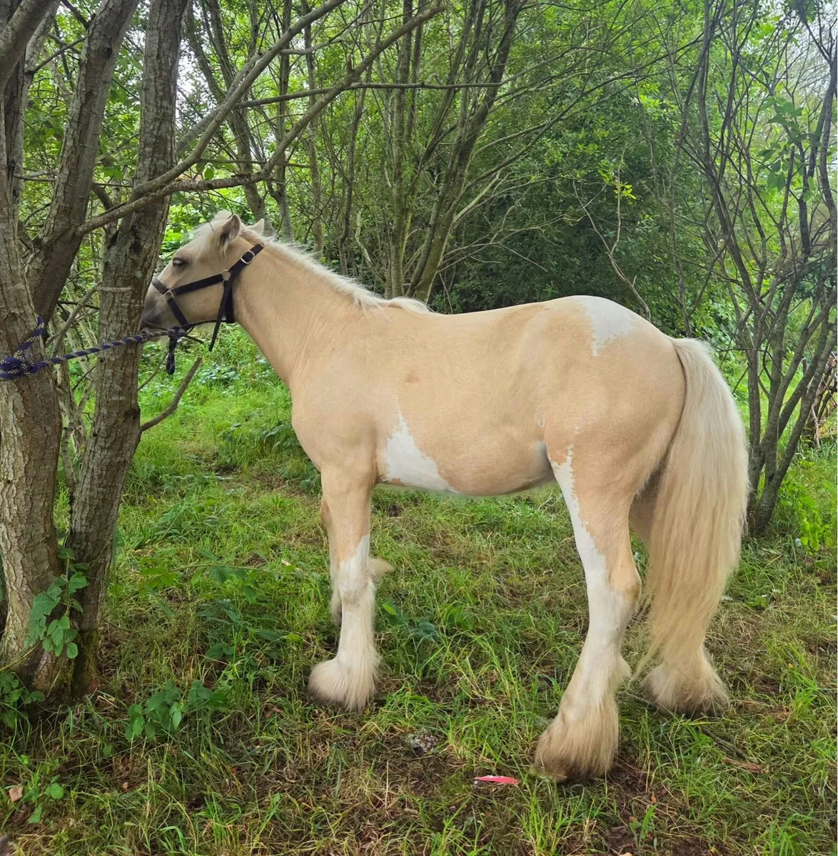 Palomino cob colt - Image 4