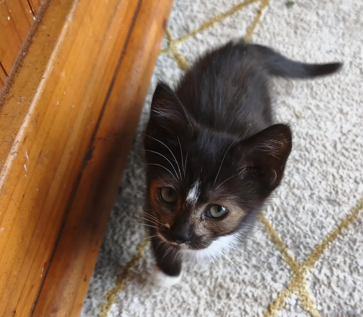 2 Kittens looking for a home - Image 2
