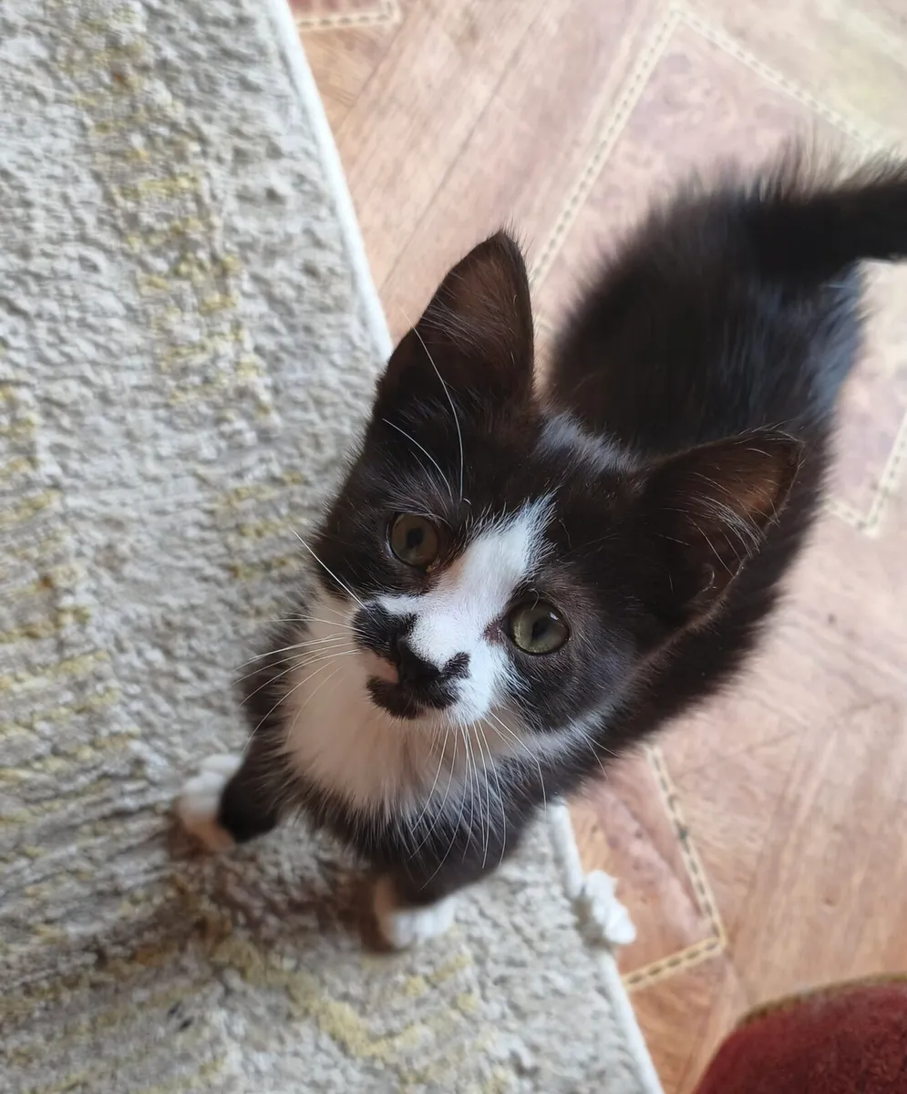 2 Kittens looking for a home - Image 1