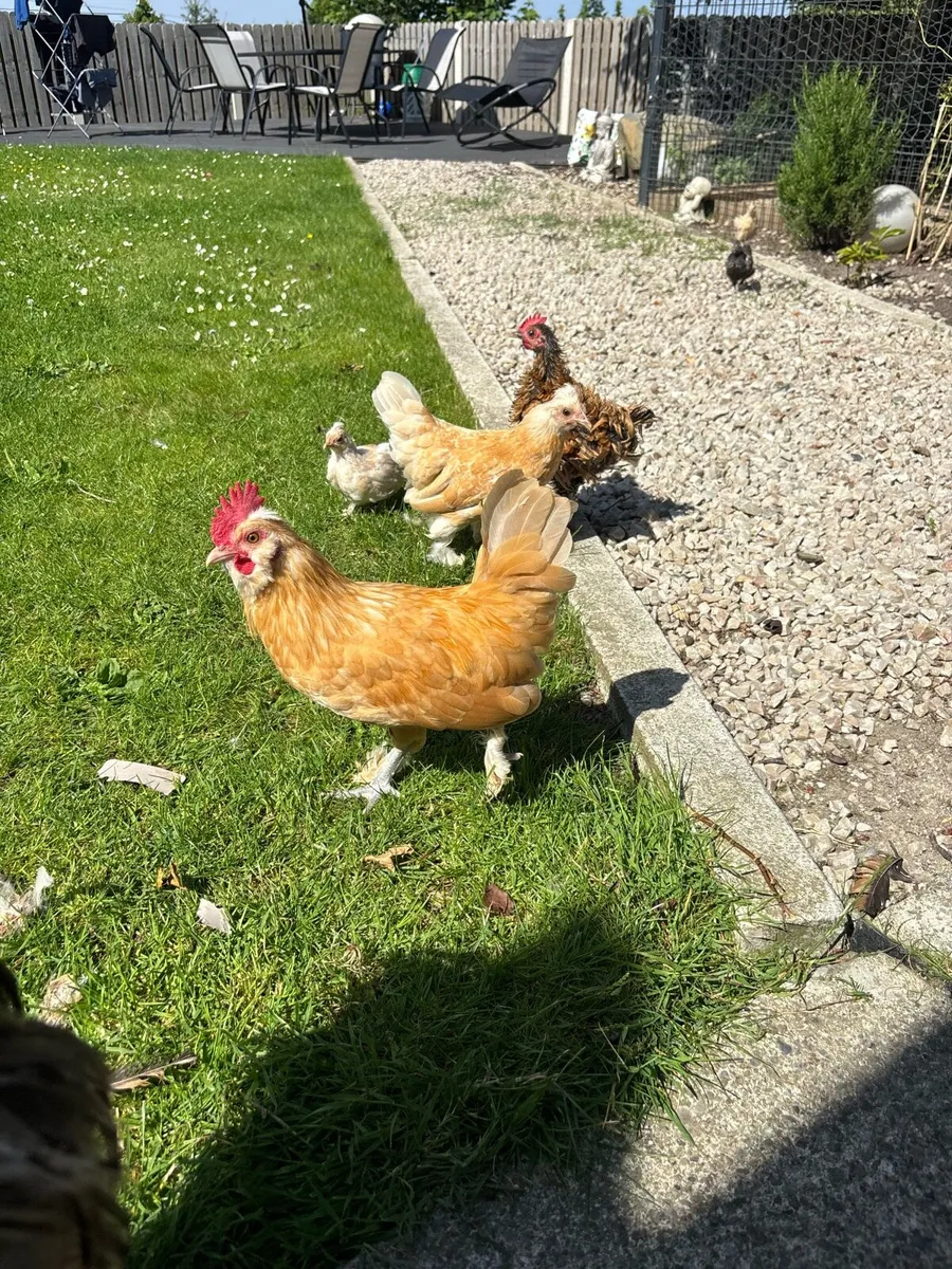 Hens & roosters - Image 1