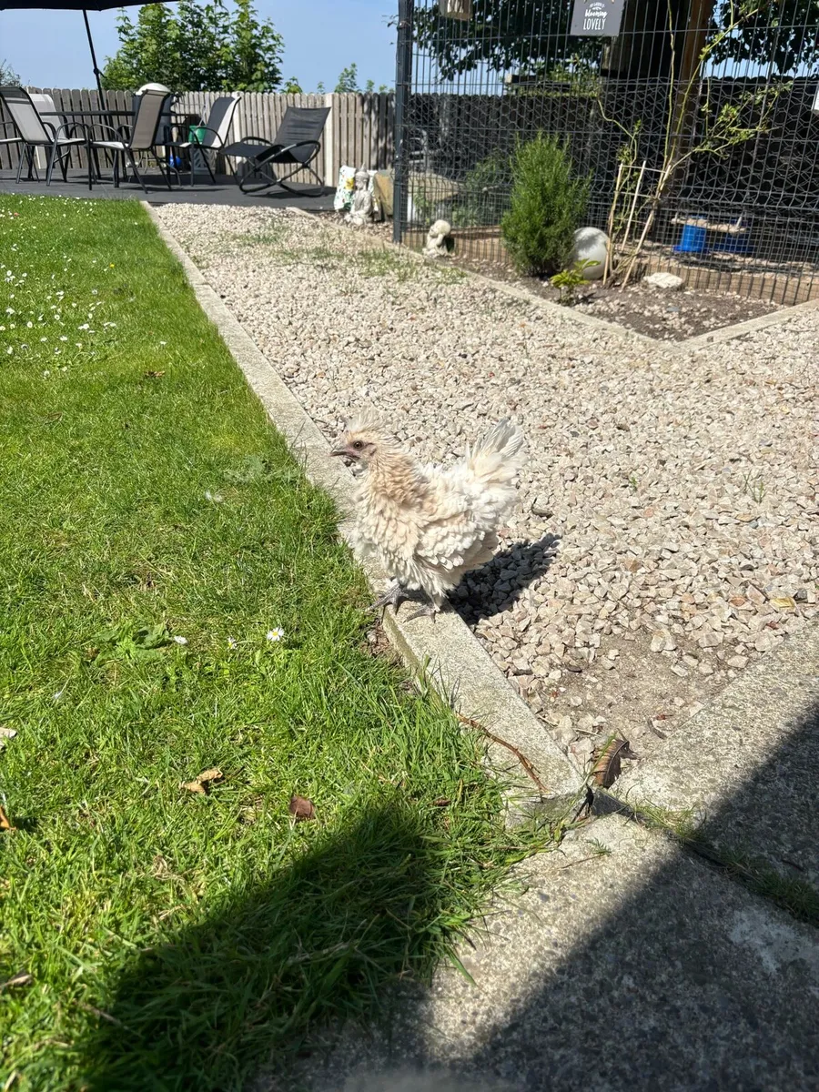Hens & roosters - Image 2