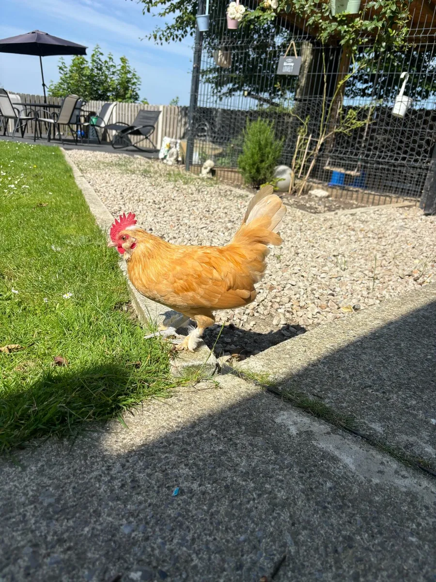 Hens & roosters - Image 3