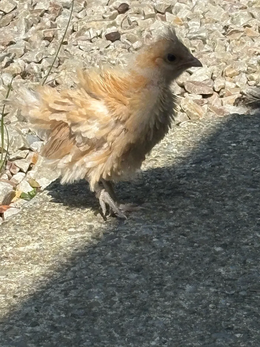 Hens & roosters - Image 4