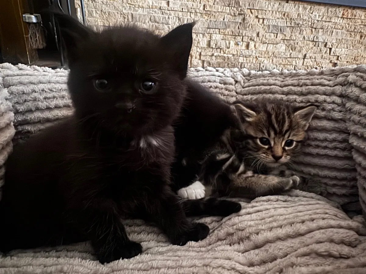 Maine Coon Cross Kittens - Image 3