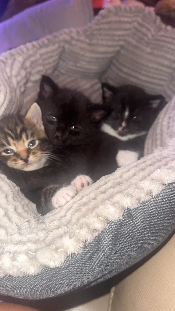 Maine Coon Cross Kittens - Image 1