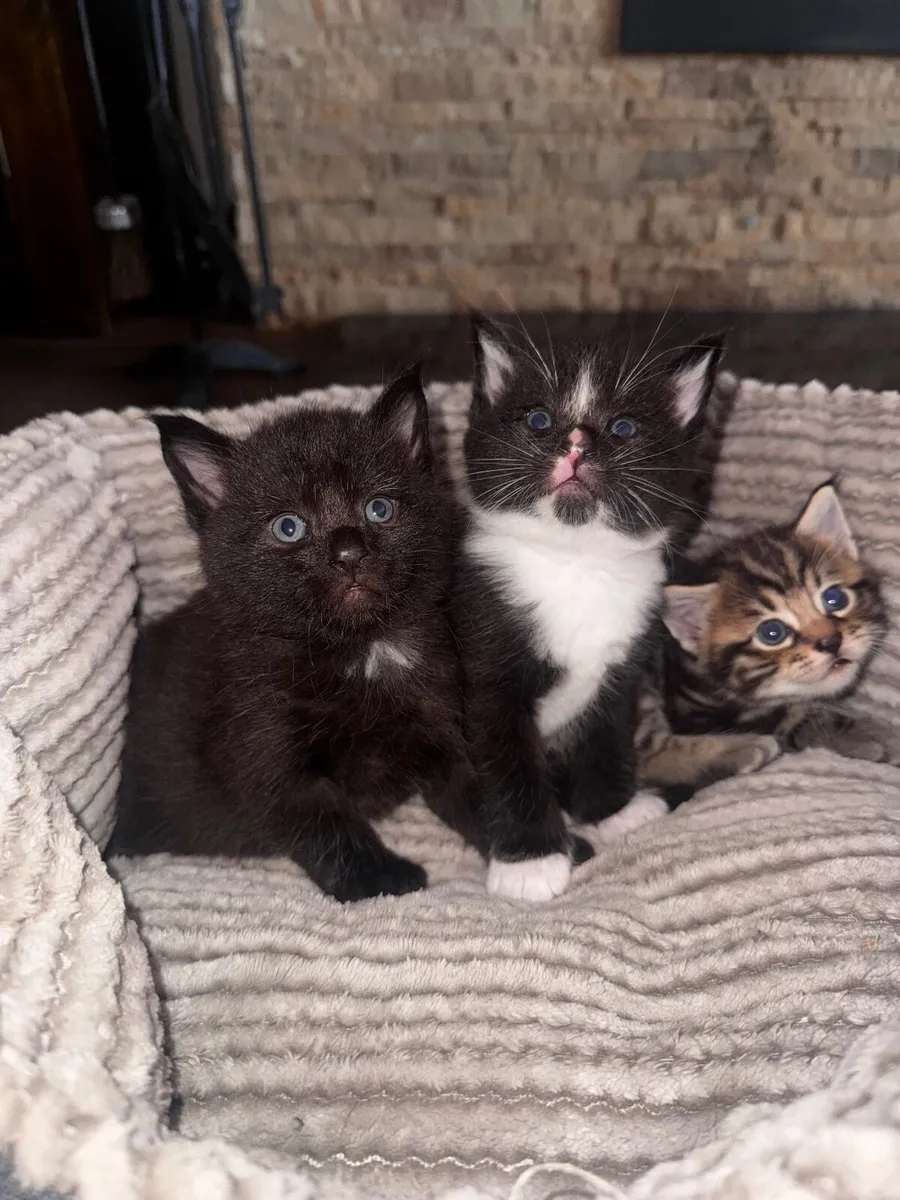 Maine Coon Cross Kittens - Image 2