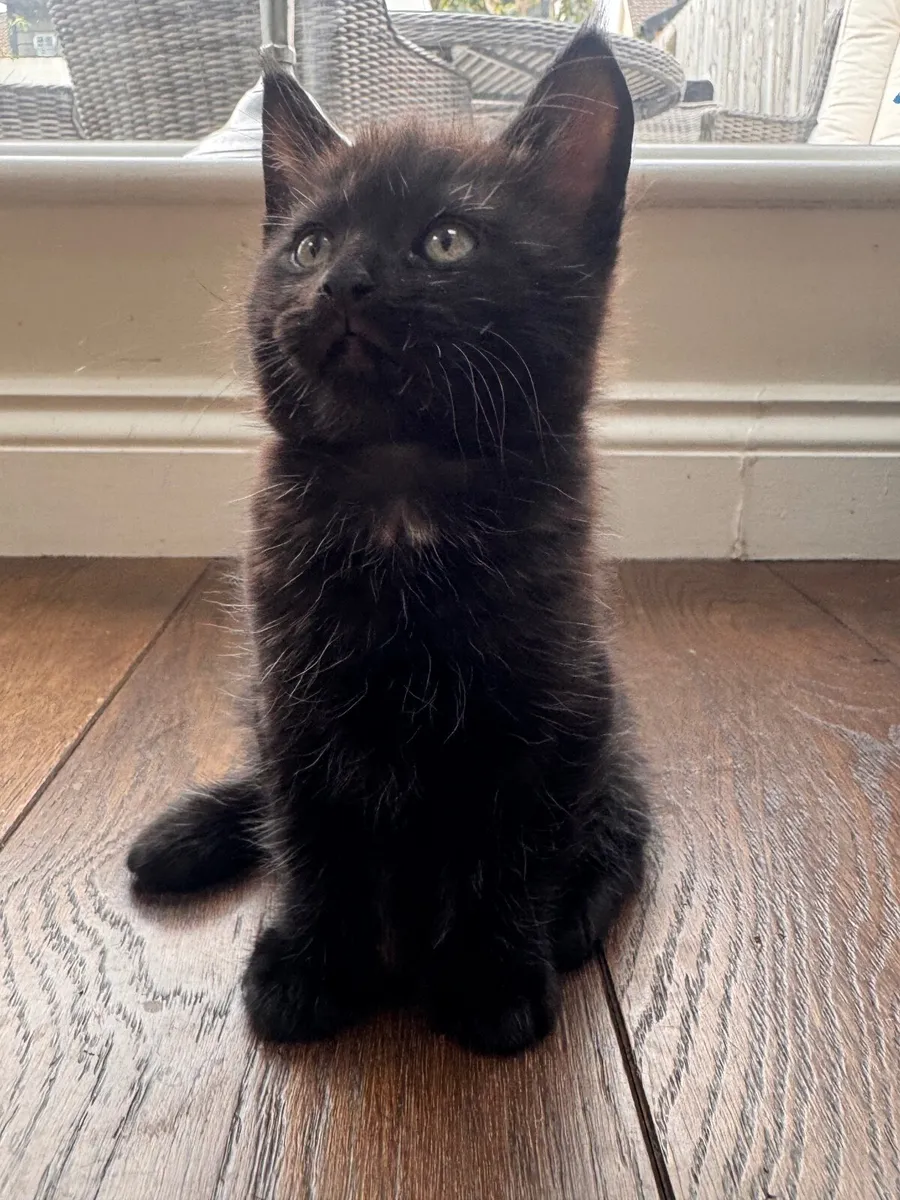 Maine Coon Cross Kittens - Image 4