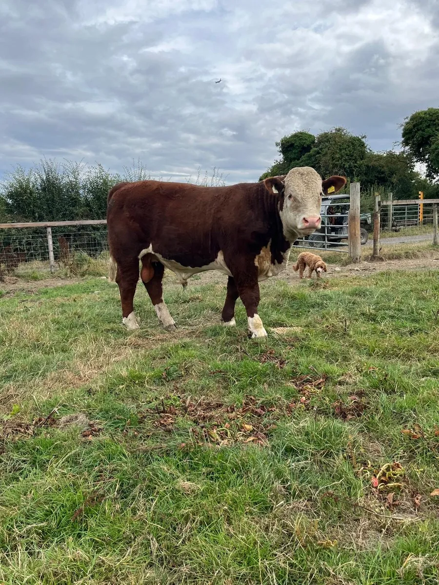 Hereford Bull - Image 2