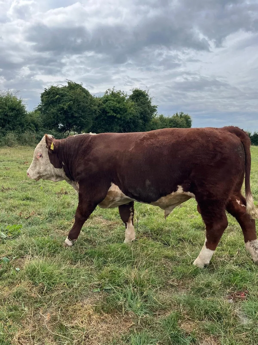 Hereford Bull - Image 3