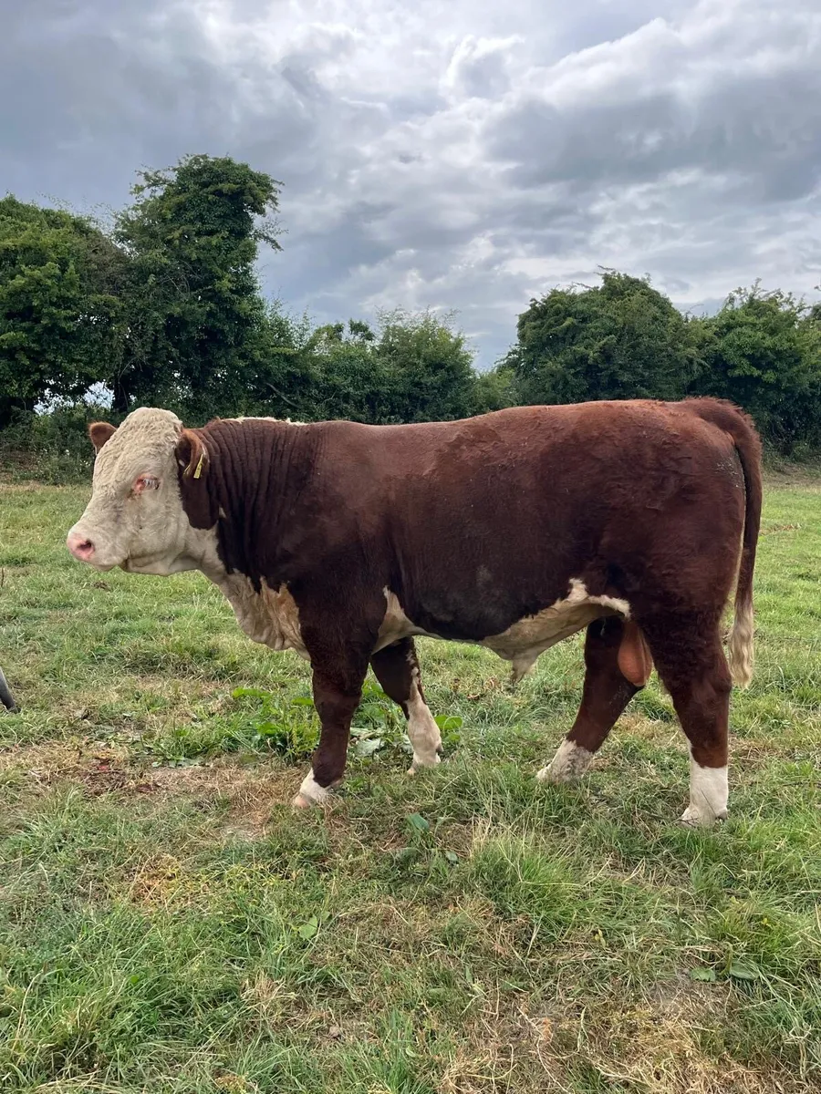 Hereford Bull - Image 4