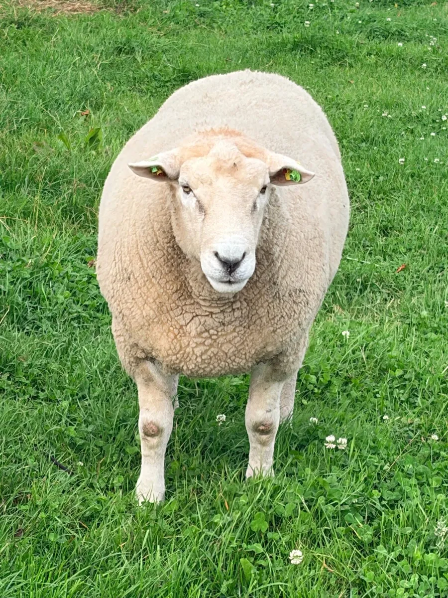 Pedigree Galway ram - Image 1
