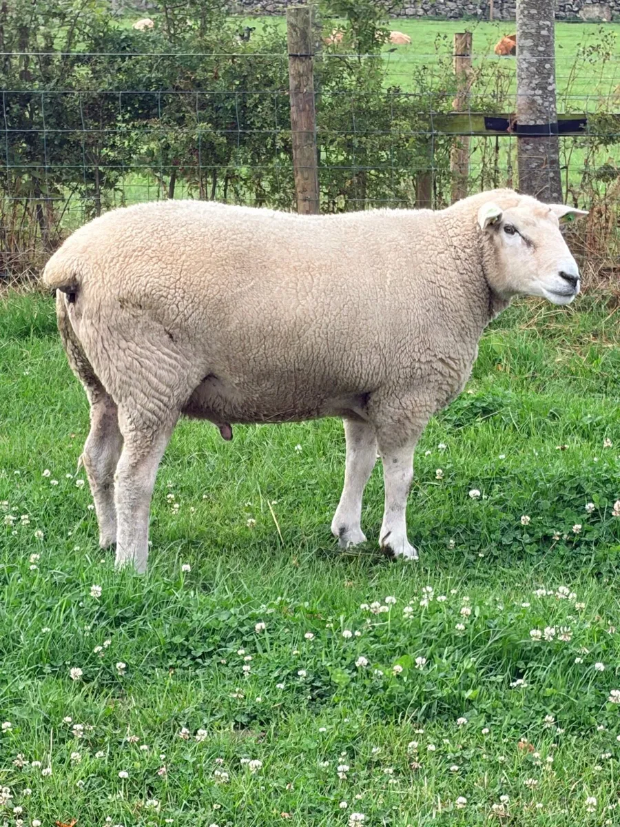 Pedigree Galway ram - Image 2