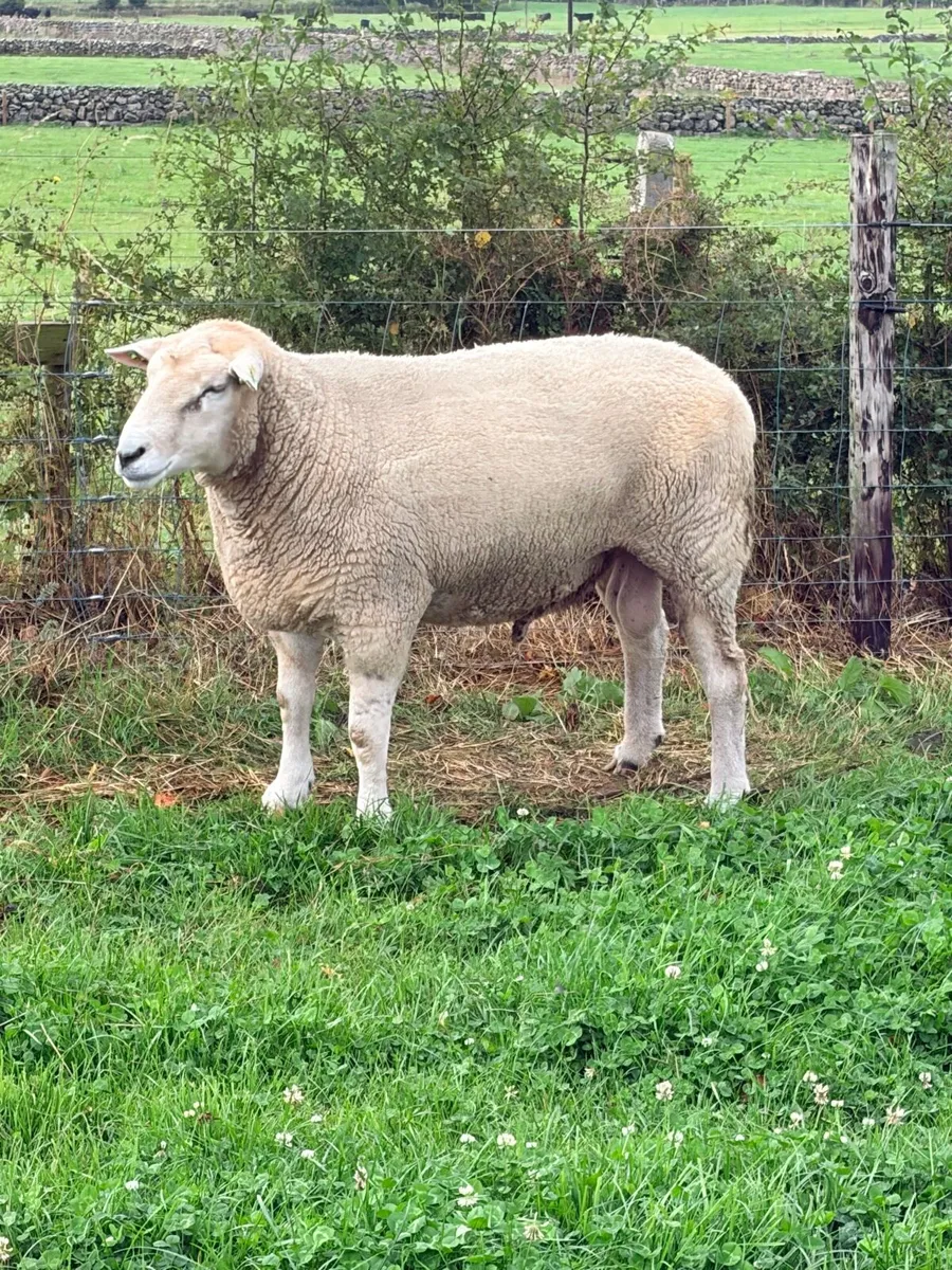 Pedigree Galway ram - Image 3