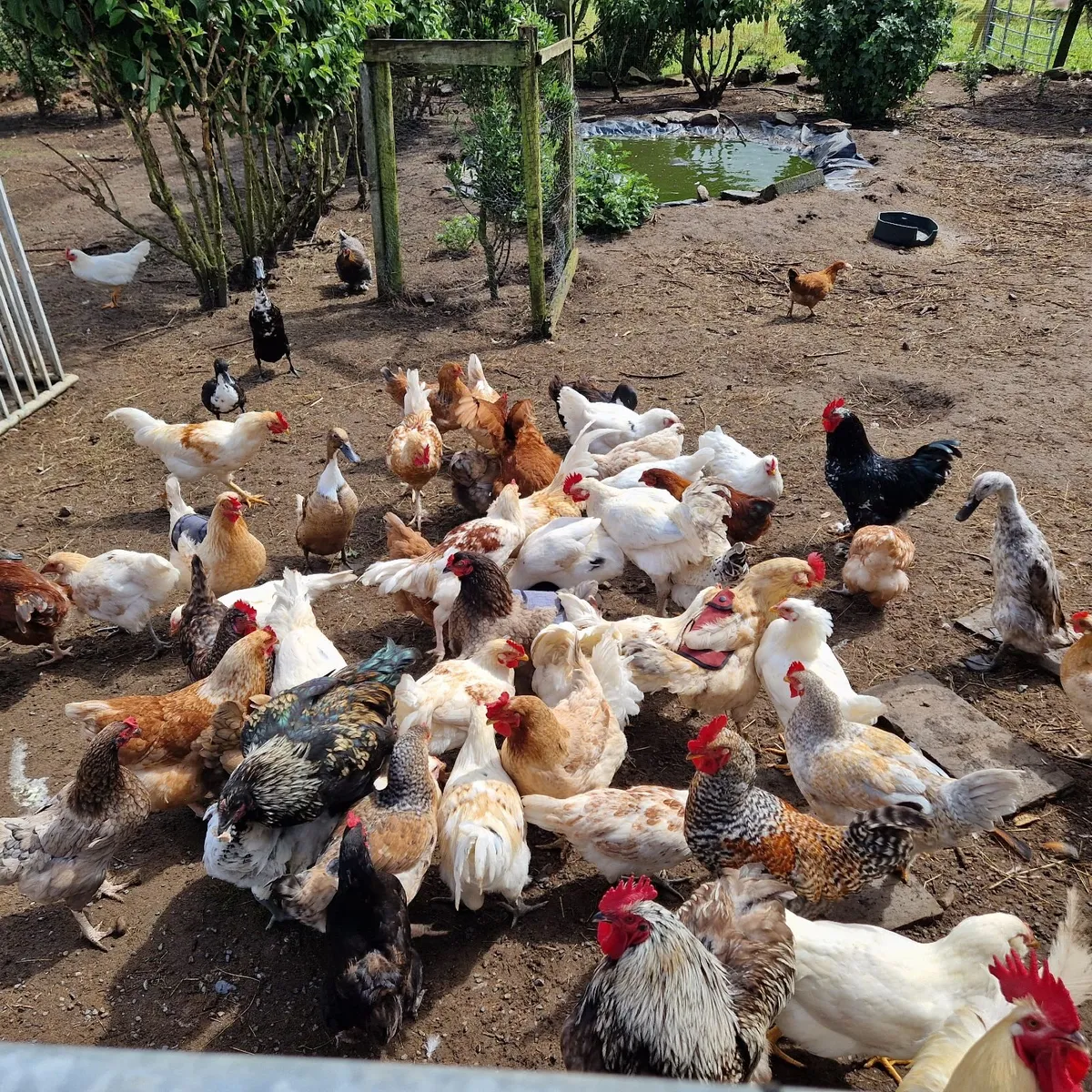 Chickens and roosters - Image 1