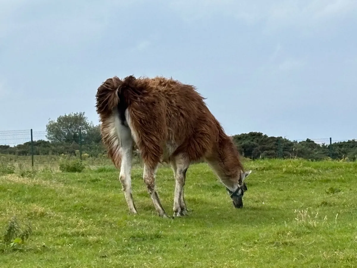 Breeding Male Llama - Image 2