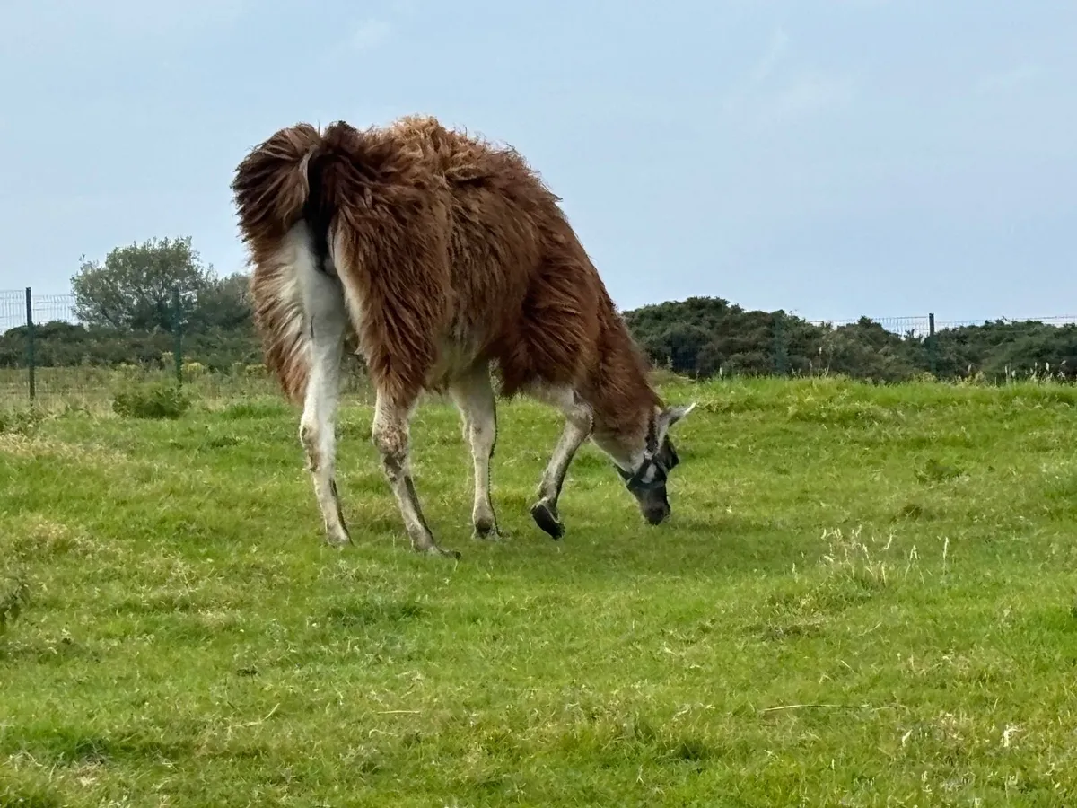 Breeding Male Llama - Image 3