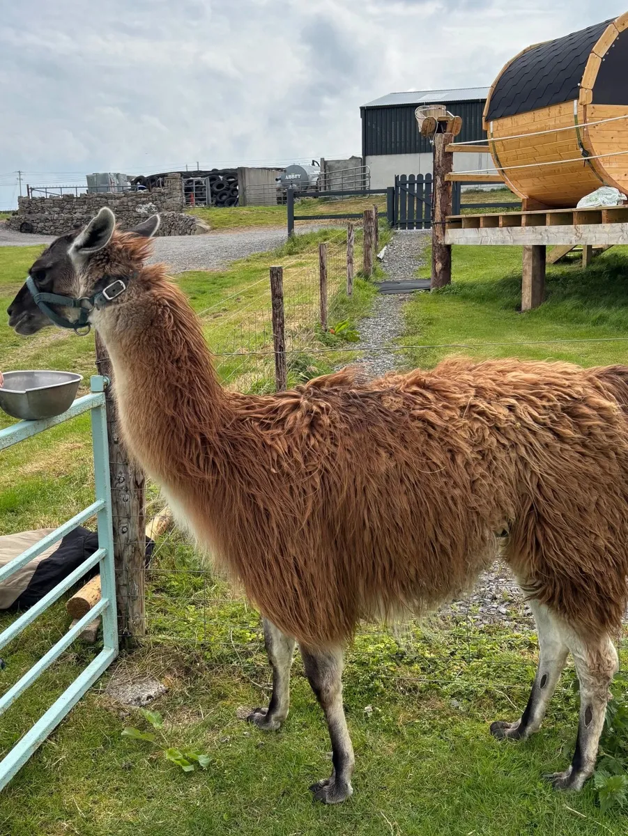 Breeding Male Llama - Image 1