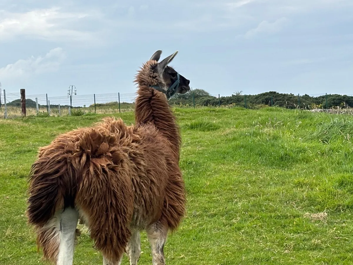 Breeding Male Llama - Image 4