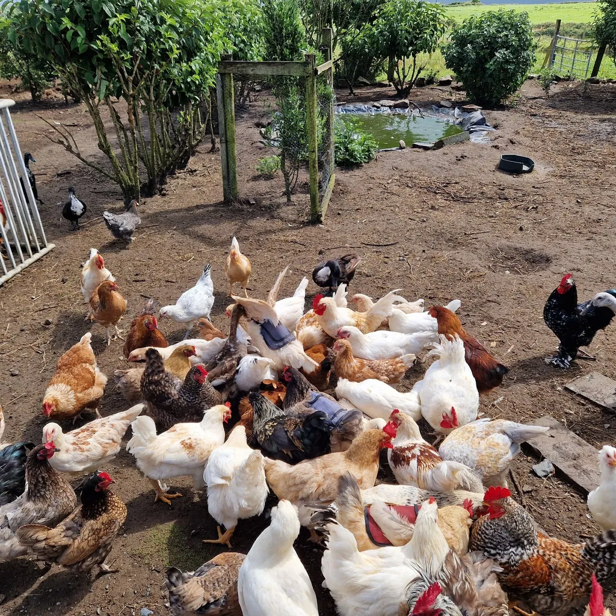 Chickens and roosters - Image 2