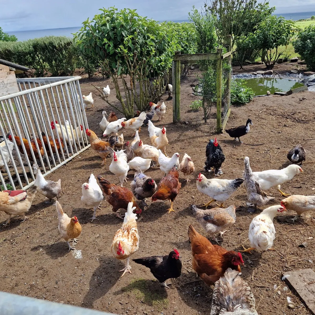 Chickens and roosters - Image 3