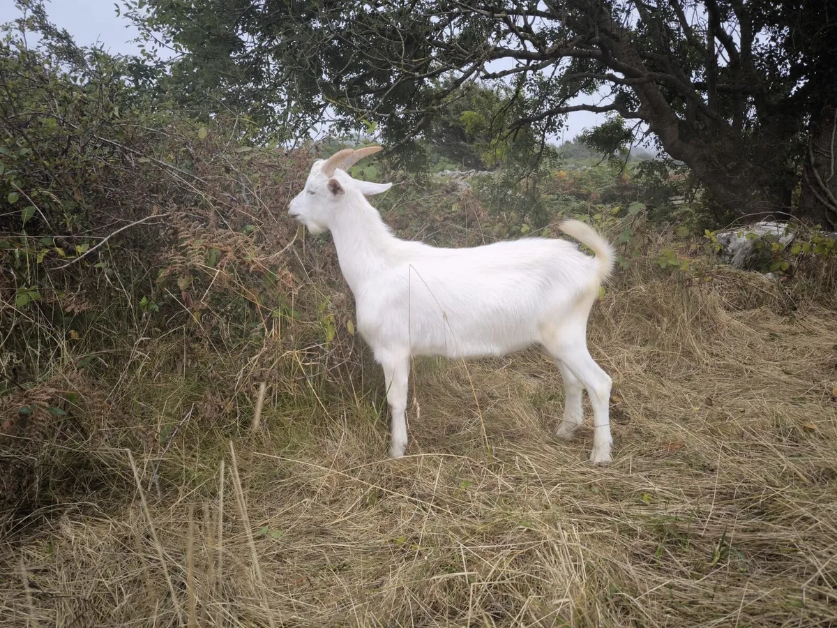 Buck Goats - Image 3