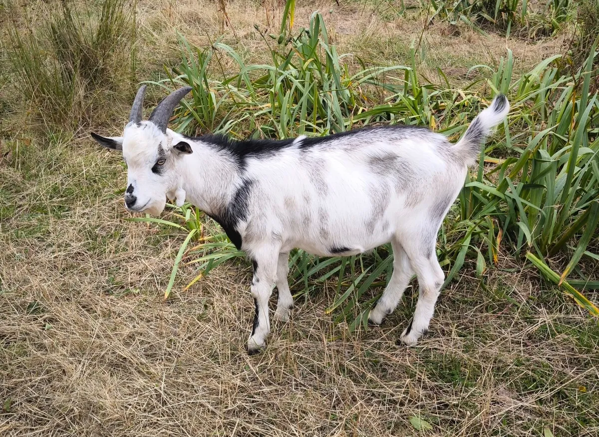 Buck Goats - Image 4