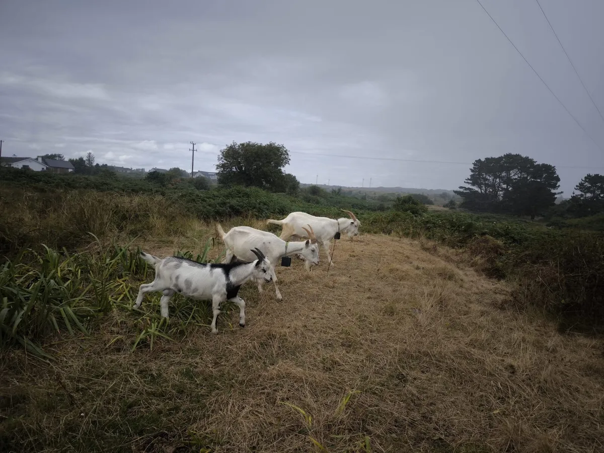 Buck Goats - Image 1