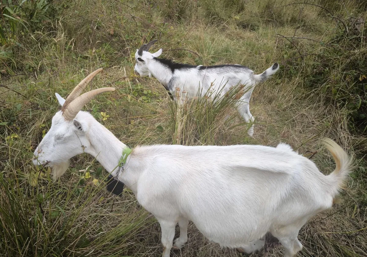 Buck Goats - Image 2