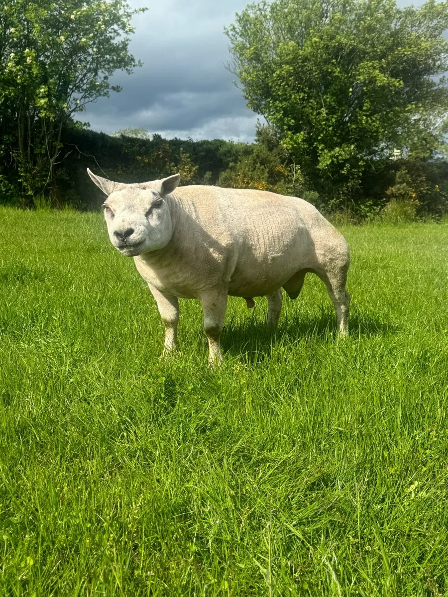 Pedigree Beltex 2 year old stock ram + 2 rubex ram - Image 1