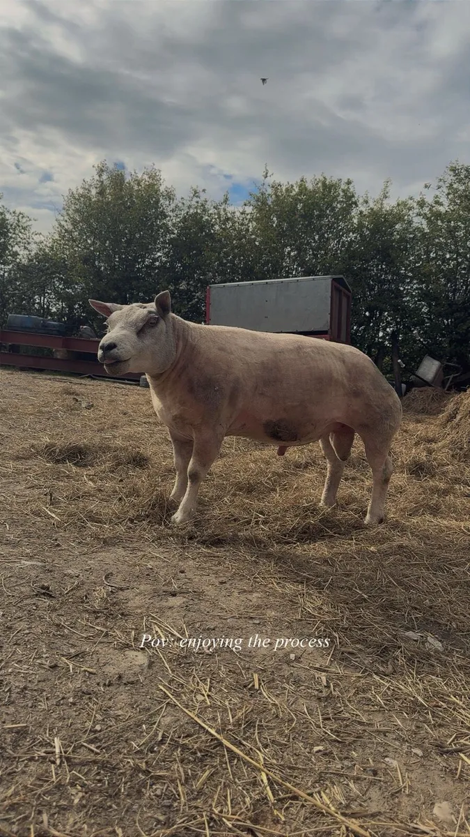 Pedigree Beltex 2 year old stock ram + 2 rubex ram - Image 2
